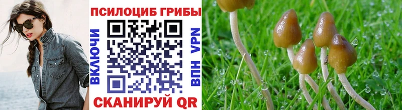 Галлюциногенные грибы Psilocybine cubensis  что такое   Алдан 